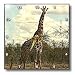 Wild animals - Giraffe - Wall Clocks