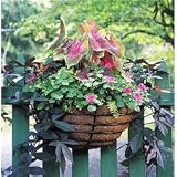 Classic Wall Basket