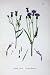 Common Saw-Wort Botany Plants C1902 Serratula Tinctoria