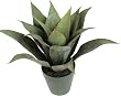 12" Agave Plant