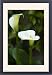 Framed Prints of CRH-1028 Arum lillies - tuberous perennials grown for their leaves and trumpet from Ardea Wildlife Pets