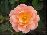 Review World of Roses  / Guardian Angel