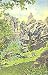 Brush Creek Gorge Ut Postcard