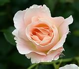 Strauchrose Rokoko ® - (wurzelnackte Pflanze)