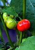 Fiji Island Cannibal &acute; s Tomato 10 Seeds - Solanum uporo - B001309V42