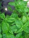 Large Leaf Italian Basil Heirloom Seeds