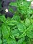 Large Leaf Italian Basil Heirloom Seeds
