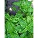 Large Leaf Italian Basil Heirloom Seeds