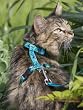 Sea Ponies 1/2 in. - 9 in. x 14 in. - Lupine Adjustable H-Style Harness