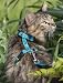 Sea Ponies 1/2 in. - 9 in. x 14 in. - Lupine Adjustable H-Style Harness