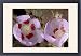 Framed Prints of Desert five-spot - in flower from Ardea Wildlife Pets