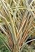 Phormium Alison Blackman 3L