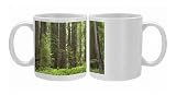 Coastal Redwood forest - Stout Grove Photo Mugs