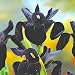 Black Iris 10 Seeds/Seed-Iris chrysographes