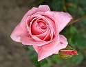 Kletterrose "Coral Dawn &reg;" - (5-Liter Topf)