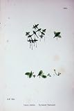 Sowerby Plants C1902 Ivy Leaved Duckweed Lemna Trisulca