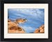 Framed Prints of COUGAR / Mountain Lion / Puma / Panther - from Ardea Wildlife Pets