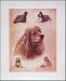 Cocker Spaniel by Libero Patrignani Art Print Poster