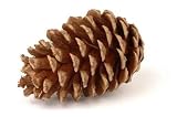 Pinecone - 24