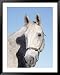 Close-up of Lipizzan, Wadsworth, IL Framed Art Poster Print by Lynn M. Stone, 39x49