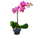 Happy Wishes Orchid Plant