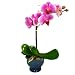 Happy Wishes Orchid Plant