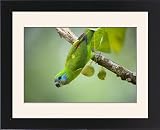 Framed Prints of Double-eyed Fig-Parrot - female adult hangs up side down on a branch and feeds from Ardea Wildlife Pets