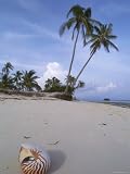 Pearly (Chambered) Nautilus Shell on Beach, Philippines Photographic Poster Print by Jurgen Freund, 9x12
