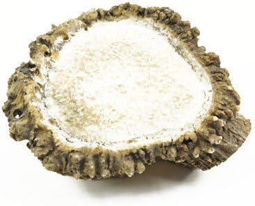 Elk Antler Burr Dog Chew Bone - Large Elk Antler Burr Chew - Natural