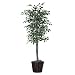Executive 72" Artificial Potted Natural Variegated Ficus Tree in Dark Green
