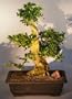 Bonsai Boy's Flowering Fukien Tea Bonsai Tree ehretia microphylla