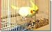 Tidy Bird No-Mess Bird Feeder,-1