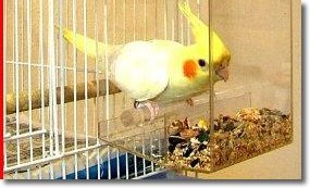 Tidy Bird No-Mess Bird Feeder