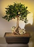 Bonsai Boy's Green Emerald Ficus Bonsai Tree-Root over Rock<br><i>(ficus microcarpa)</i>