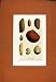 Seed Flower Plant Hand Colored Diagrams Antique C1831