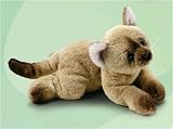 Eva the Himalayan Cat