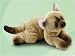   - Eva the Himalayan Cat