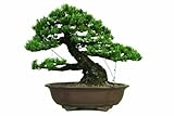 41nPeUezwUL. SL160  Brussels Five Needle Pine Specimen Bonsai, Age: 150 Yrs; Height   28 Inch, ST5123FNP