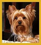 Yorkshire Terrier - Spunky Bookmark