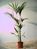 Howea forsteriana Kentia Palme 200 cm Zimmerpflanze