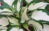 'Reversed Patriot' Hosta - Shade Perennial - NEW