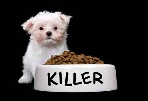 A Cute Small Dog with a Large Bowl of Food - 42