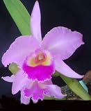Cattleya gaskilleana 861
