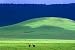 Wildebeest on Grassland in Ngorongoro Crater - 60"W x 40"H - Peel and Stick Wall Decal by Wallmonkeys