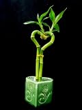 Betterdecor- 1 Pair of 6 Inches Heart-shaped Lucky Bamboo in a Heart-shaped Ceramic Vase