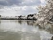 Cherry Tree Reflections at the Washington, D.C., Tidal Basin Photograph - Beautiful 16"x20" Photographic Print by Carol M. Highsmith