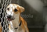 IMAGE OF Wallmonkeys Peel and Stick Wall Decals - Dog Pound - 48