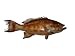 32 Scamp Grouper Half Mount Fish Replica - Taxidermy