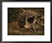 Close view of the fossilized skull of a Homo erectus found in Java National Geographic Collection Framed Art Poster Print by Kenneth Garrett, 22x18