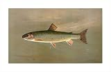 The American Brook Trout, 1898 by William C. Harris,26 in. x 16.9 in.